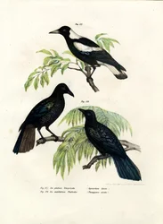 Urraca Australiana, 1864